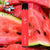 Watermelon Elf Bar Disposable Device